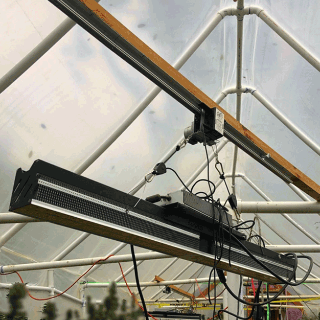 Hanging SP6500 LED grow light in the greenhouse