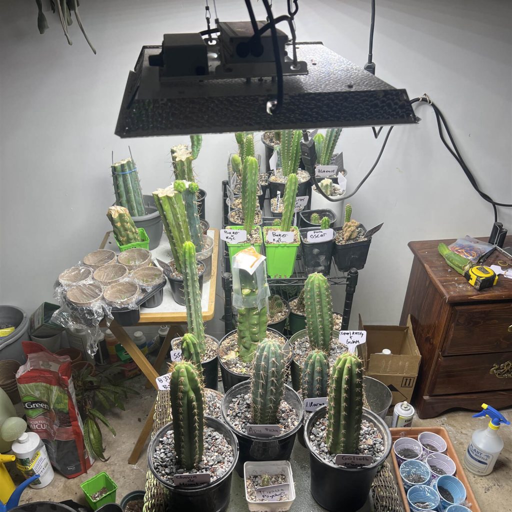 Growing cactus with a TS1000 LED