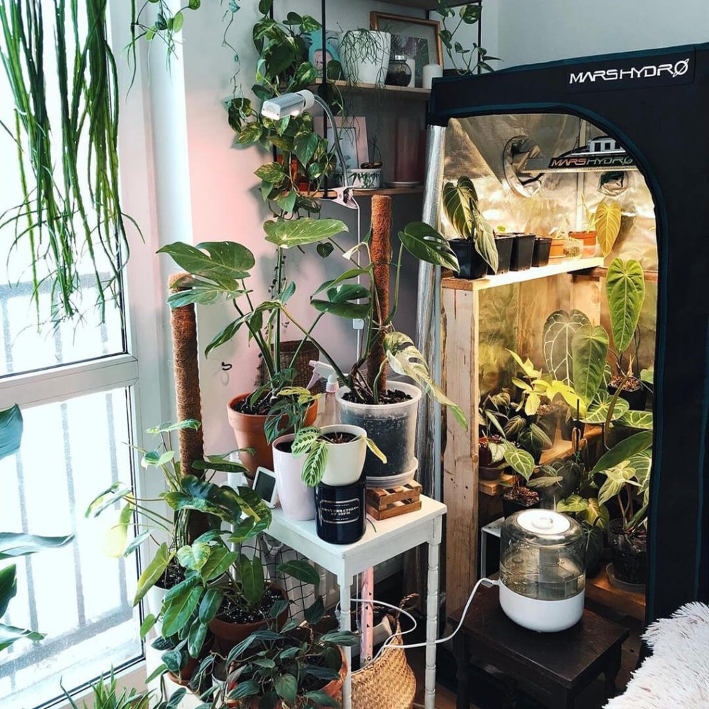 Indoor plants under led grow light