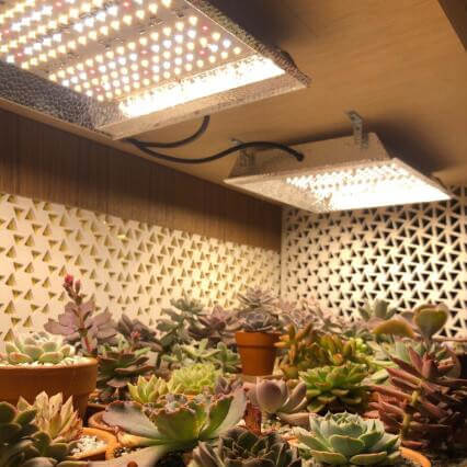 TS600 LED Grow Lights for Succulents Grow