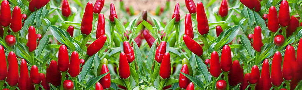 Thai hot peppers