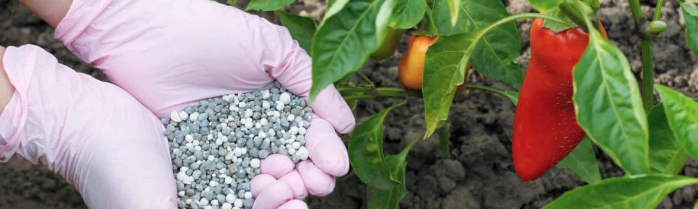 fertilize peppers seedlings