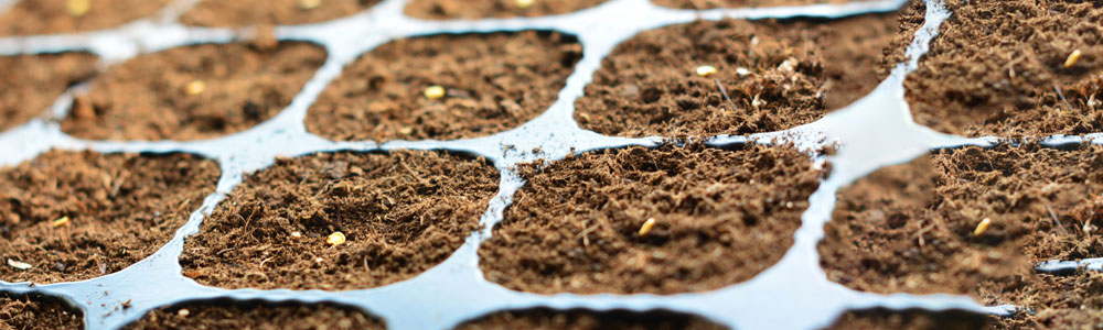 germination stage of peppers