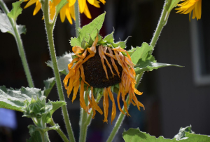 A representation of a wilting sunflower that’s in dire need of watering