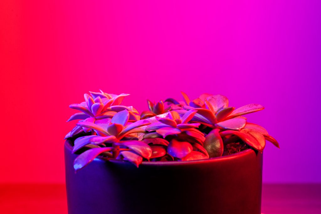 Supplement light for succulents with a LED grow light