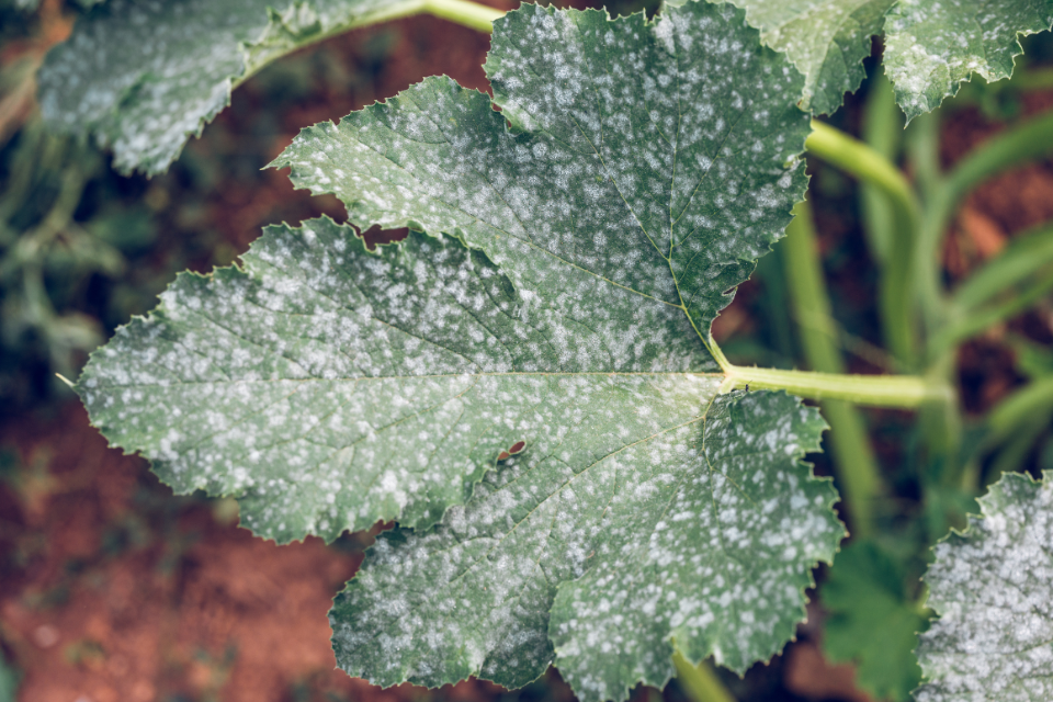 powdery mildew