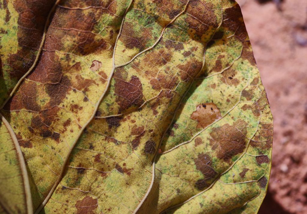 brown spot on leaves on plant