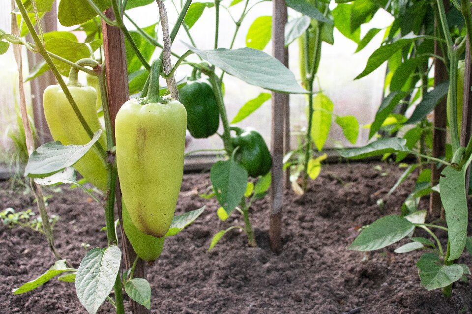 bell pepper fruiting stage