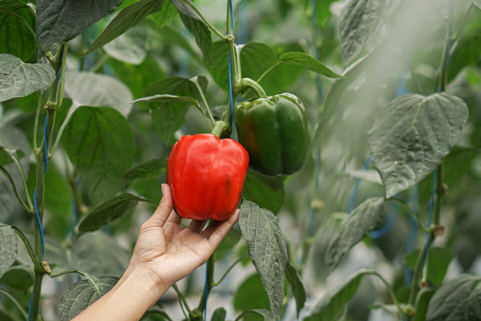 bell pepper ripening stage