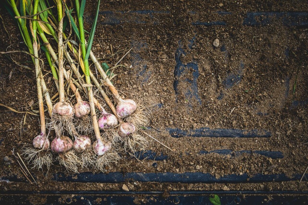 mature garlic