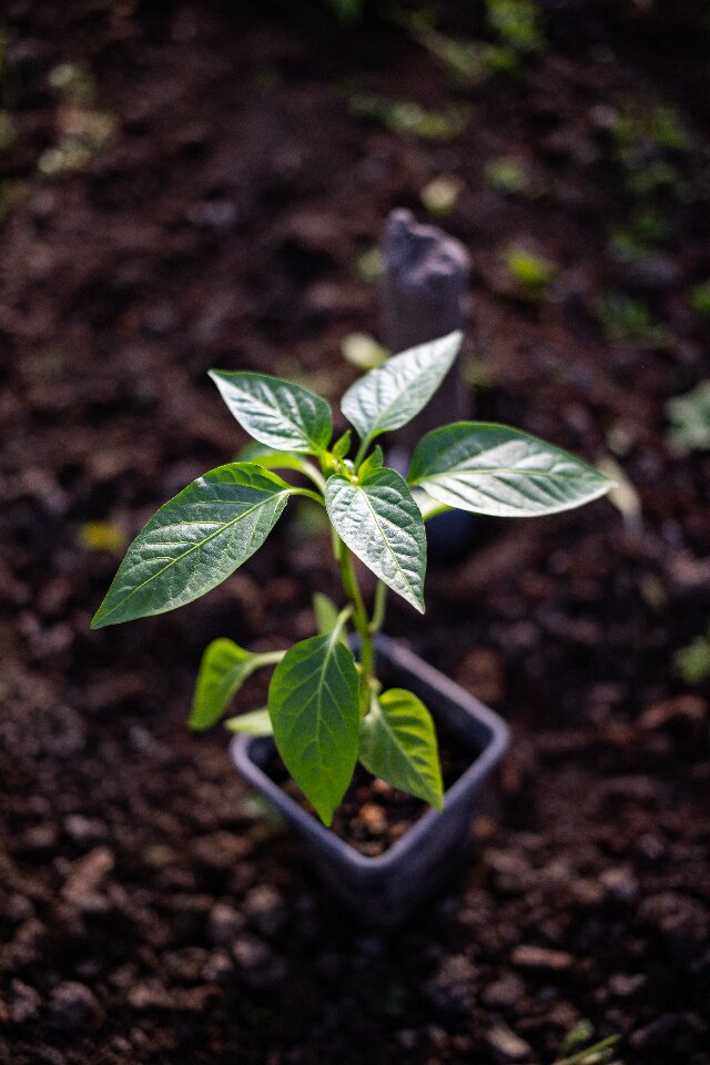 bell peppers in vegetative stage