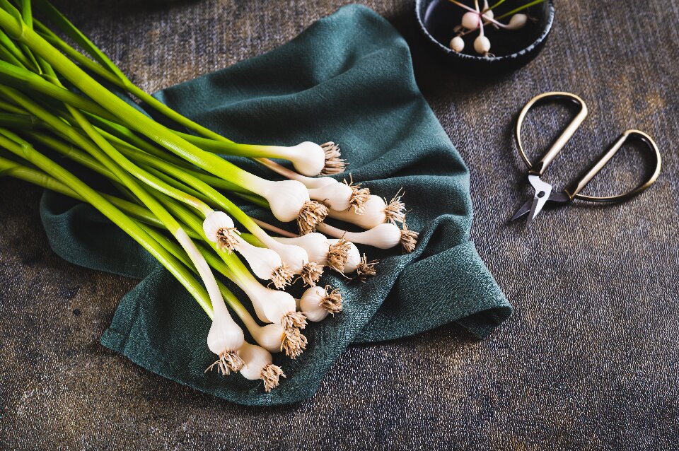 young garlic bulb