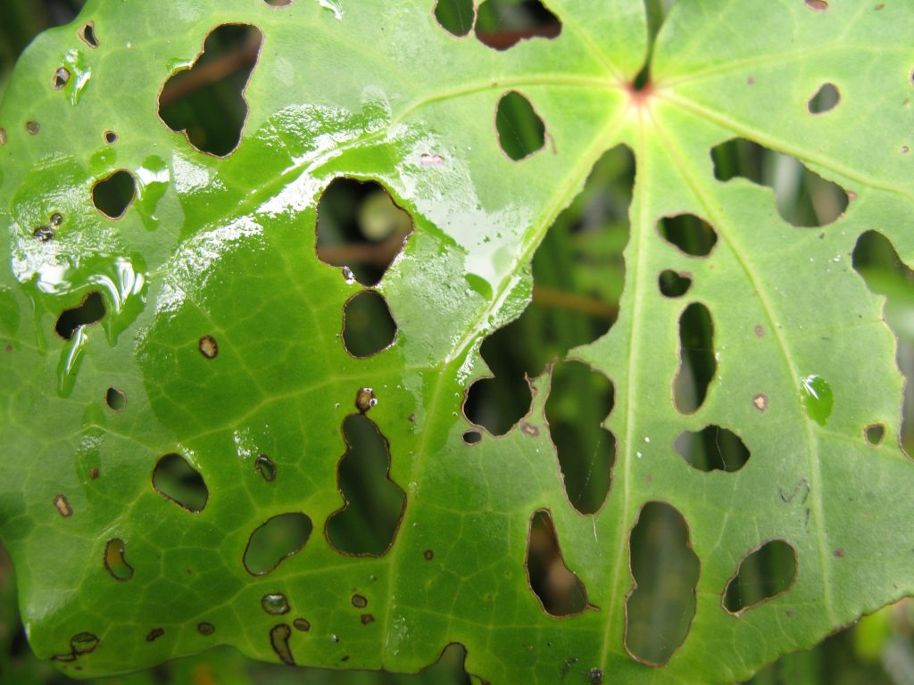 brown spot on leaves on plant