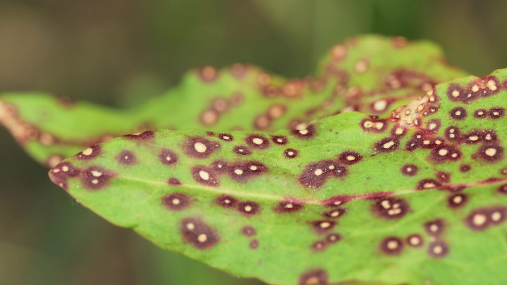 brown spots on plant leaves