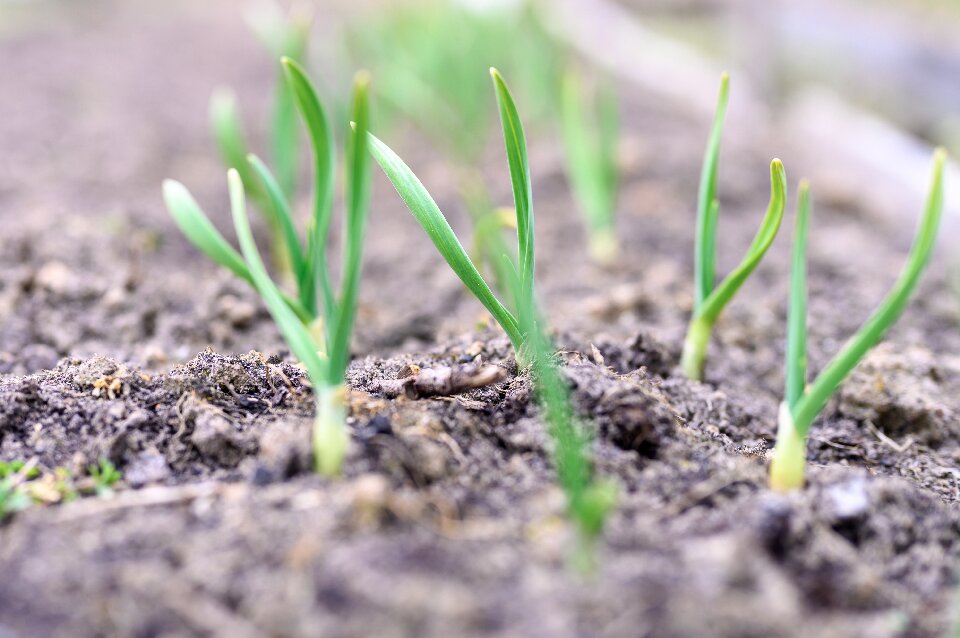 sprouted-growing-garlic-in-the-ground