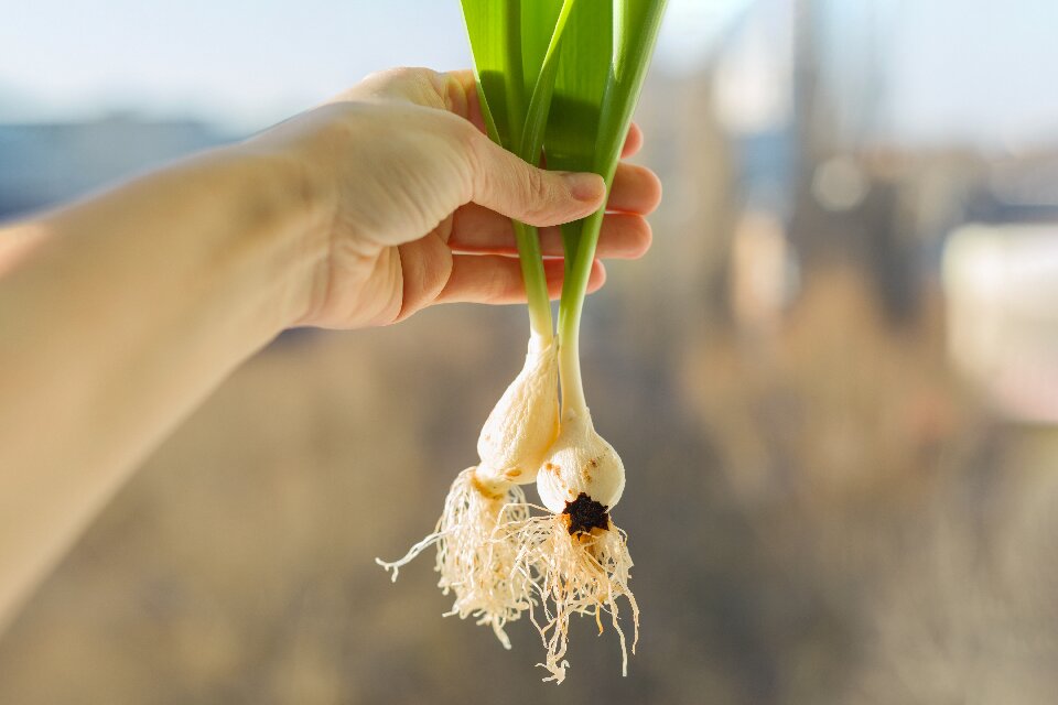 green garlic