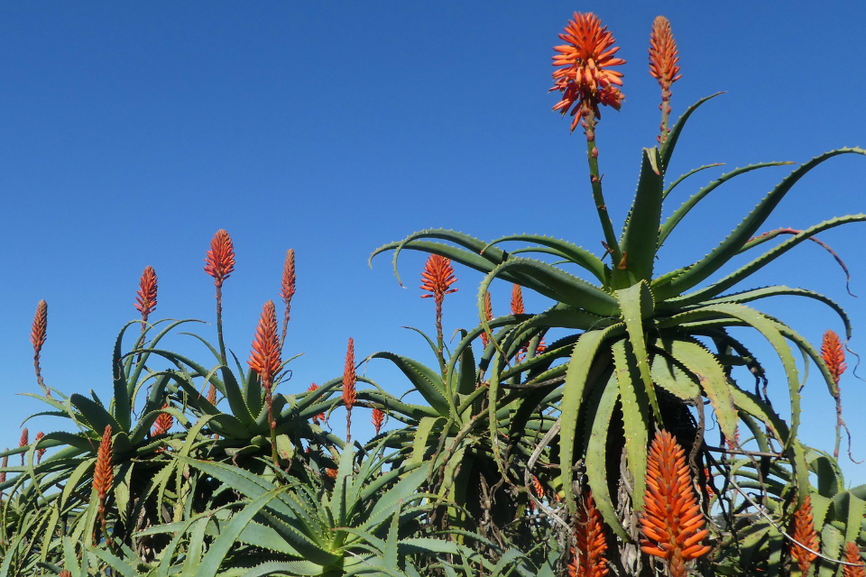 Aloe felower