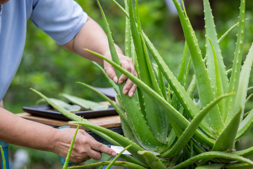 Leaf Cuttings Propagation